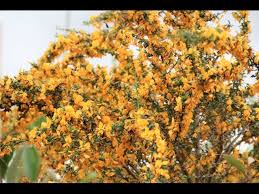 Image result for Brya