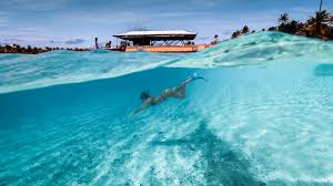 Maybe you would like to learn more about one of these? Cook Islands Travel Guide Aitutaki Rarotonga Top Tropical Islands