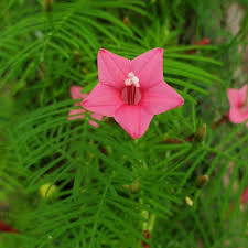 Purple blooming types open green flowers that fade to deep purple. Unusual And Exotic Vine Seeds From Around The World