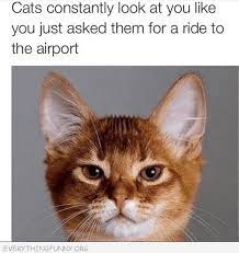 Visit Http Everythngfunny Org For Thousands Of Funny Captions And Pictures Funny Cat Pictures Funny Cats Funny Animals
