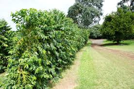 Typically, a coffee tree has three main life phases each healthy tree produces approximately 2,000 coffee cherries a year, or about 4,000 coffee beans (a coffee cherry typically contains two coffee. Read Coffeescript Ristretto Leanpub
