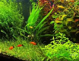 Hygrophila Corymbosa Angustifolia Akvaryum Bitkileri Ve Baliklari