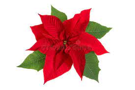 Poinsettia Flower Isolated On White Background Aff Flower Poinsettia Isolated Background White Ad Poinsettia Flower Poinsettia Flowers