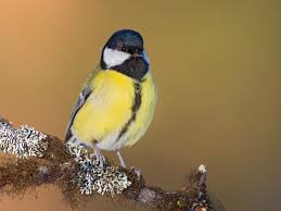 Image result for Kohlmeise vogelhouse