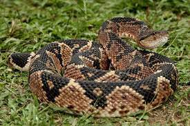 Bushmaster Lachesis Muta Rat Snake Cute Snake Bushmaster