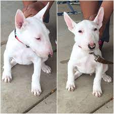 3month Old Female Bullterrier For Sale Bullterrier Bullterrierpuppy Bull Terrier Puppy Bull Terrier English Bull Terriers
