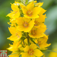 Image by dean morley via flickr. Lysimachia Punctata Large Yellow Loosestrife In Gardentags Plant Encyclopedia