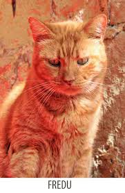 Studies in other species link character to color, but there are few facts about felines. Cat Personality Linked To Coat Colour Poc