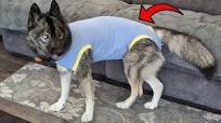 This Surgical Suit Is Perfect for Your Dogs Recovery!