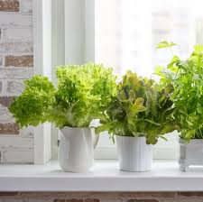15 indoor herb garden ideas 2020