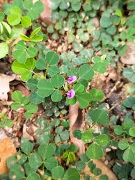 Image result for Grona triflora