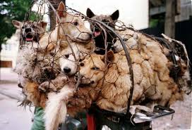 Sozde Festival Yulin De Toplu Iskence Ve Katliam Sivil Sayfalar