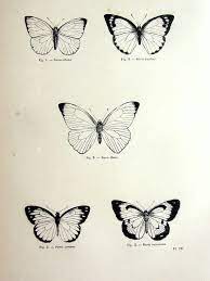 Items Similar To Gorgeous Vintage Butterfly Print Antique Original 1860 Lepidoptera French Engraving Vintage Butterfly Tattoo Butterfly Tattoo Vintage Tattoo