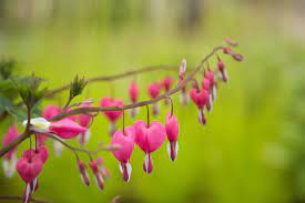Flowers are such a beauty among us. Bleeding Heart Flower Meaning Flower Meaning