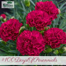 Pin On 100 Days Of Perennials