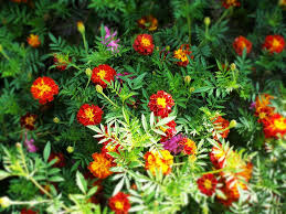 Beautiful flower photo in hd. Hd Wallpaper Flower Natural Chrysanthemum Scenery Flowering Plant Beauty In Nature Wallpaper Flare
