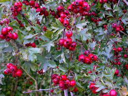 Vor allem rote beeren bringen farbe in den garten im winter. Beeren Im Winter Mein Schoner Garten