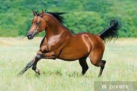 Why are arabian horse so special? Fototapete Bay Arabian Horse Lauft Galopp Pixers Wir Leben Um Zu Verandern