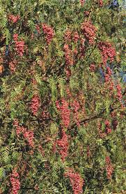 Image result for Schinus molle