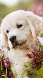 Golden Retriever Hd Wallpapers Backgrounds Wallpaper Golden Retriever Retriever Cute Baby Dogs