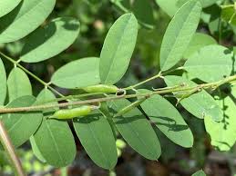 Image result for Indigofera astragalina