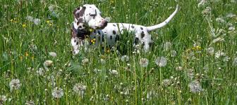 Hier bietet sich an, direkt eine stuhlprobe mitzubringen, sodass der tierarzt sich einen ersten eindruck, des blutkots verschaffen kann. Durchfall Bei Hund Ursachen Tipps Hausmittel