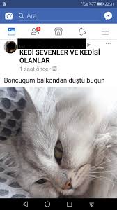 Vah Zavalli Kedi Boncuk Ukala Hayvan
