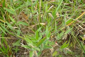 Image result for Pseudechinolaena