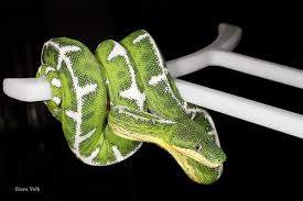 Expert Care For The Emerald Tree Boa Reptiles Magazine