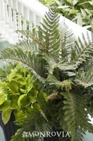 Fern Polysticum Polyblepharum Tassel Fern 1 5 To 2 X 1 5 To 2 Full To Part Shade Medium Moisture Tolerates Tassel Fern Monrovia Plants Shade Garden