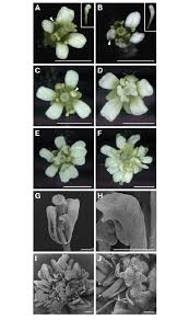 Picture a single flower flowers gallery. Pap3 Mim172 Pap3 Amir Ap2 And Pap3 Rap2 Flowers A Single Flower Of Download Scientific Diagram