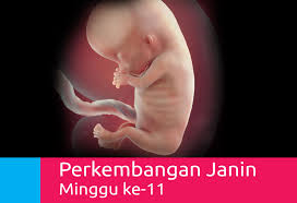 We did not find results for: Perkembangan Kehamilan 11 Minggu Mamapapa Id