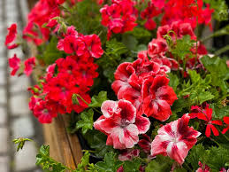 Image result for Pelargonium
