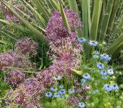 Image result for Alinula paradoxa