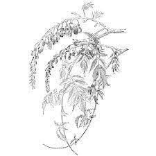 Wisteria Vine 1329n Wisteria Flower Sketches Small Tattoos
