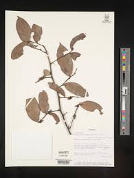 Image result for Artabotrys likimensis