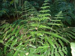 Image result for Blotiella currorii