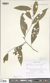 Image result for Solanum cyaneopurpureum