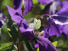 Similar to the original c. Clematis Jackmanii Superba Clematis X Jackmanii Superba Baumschule Horstmann