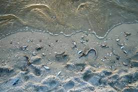 Learn what red tide is an how it affects the fish population in naples. Red Tide Not The Culprit In The Case Of Southwest Florida S Murky Waters