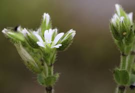 Image result for Cerastium glomeratum