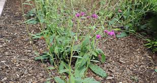 Image result for Vernonia stenocephala