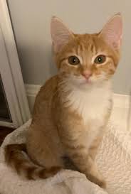 Our desire is to educate the public on the importance of spaying and neutering as well as to find loving homes for the many homeless cats currently suffering without a place to call home. Kitten Adoption In Nj The Y Guide
