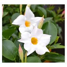 Image result for dipladenie hybrida rio obrázek