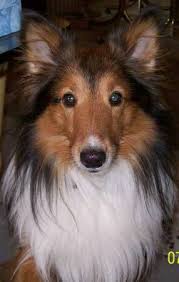 We're dedicated to helping families find their perfect match. Http Houston Craigslist Org Laf 4249339173 Html Finding Nemo Pearland Tx Still Missing Our Sheltie Nemo Is A 20 Lb 5 Sheltie Losing A Dog Losing A Pet
