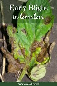 Image result for tomato seedling early blight