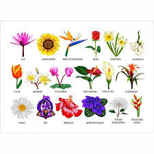 What does each flower symbolize? Video5 Types Of Flowers Different Kinds Of Flowers Kinds Of Plants With Pictures And Names Cute766