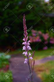 Lythrum salicaria or purple loosestrife is a flowering plant belonging to the family lythraceae. Tall Romantic Garden Plant With Many Tiny Pink Flowers Covered In Raindrops Stock Photo Picture And Royalty Free Image Image 4385344