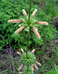 Image result for Leonotis ocymifolia