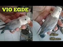 Check spelling or type a new query. Lovebird Vio Spangle Youtube
